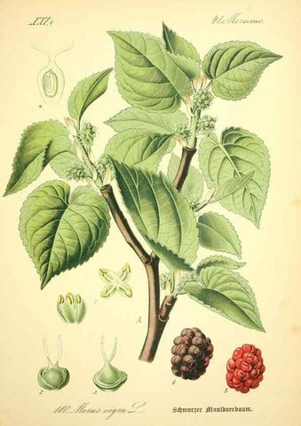 Reproducción/Reproduction 26858913170: Prof. Dr. Thomé's Flora von Deutschland, Österreich und der Schweiz, in Wort und Bild, für Schule und Haus ; mit ... Tafeln ... von Walter Müller.. Gera-Untermhaus :F.E. Köhler,1886-1934.