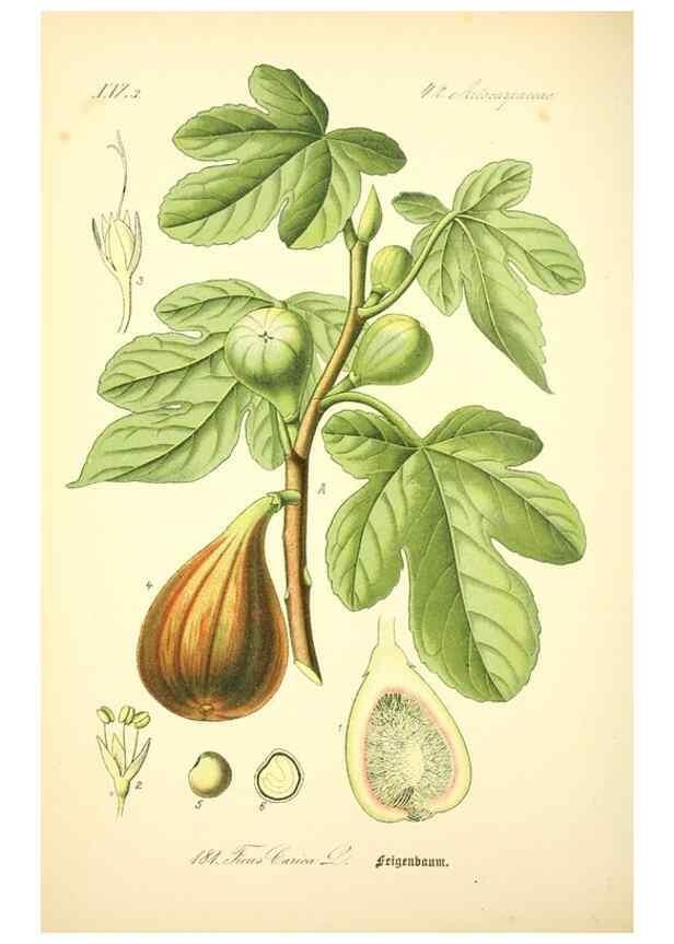 Reproducción/Reproduction 26527486514: Prof. Dr. Thomé's Flora von Deutschland, Österreich und der Schweiz, in Wort und Bild, für Schule und Haus ; mit ... Tafeln ... von Walter Müller.. Gera-Untermhaus :F.E. Köhler,1886-1934.