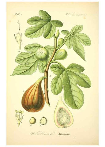 Reproducción/Reproduction 26527486514: Prof. Dr. Thomé's Flora von Deutschland, Österreich und der Schweiz, in Wort und Bild, für Schule und Haus ; mit ... Tafeln ... von Walter Müller.. Gera-Untermhaus :F.E. Köhler,1886-1934.
