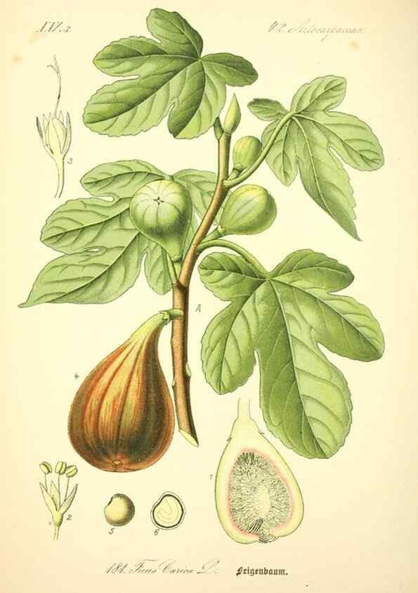 Reproducción/Reproduction 26527486514: Prof. Dr. Thomé's Flora von Deutschland, Österreich und der Schweiz, in Wort und Bild, für Schule und Haus ; mit ... Tafeln ... von Walter Müller.. Gera-Untermhaus :F.E. Köhler,1886-1934.