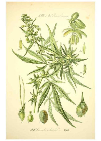 Reproducción/Reproduction 27038457192: Prof. Dr. Thomé's Flora von Deutschland, Österreich und der Schweiz, in Wort und Bild, für Schule und Haus ; mit ... Tafeln ... von Walter Müller.. Gera-Untermhaus :F.E. Köhler,1886-1934.