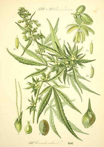 Reproducción/Reproduction 27038457192: Prof. Dr. Thomé's Flora von Deutschland, Österreich und der Schweiz, in Wort und Bild, für Schule und Haus ; mit ... Tafeln ... von Walter Müller.. Gera-Untermhaus :F.E. Köhler,1886-1934.