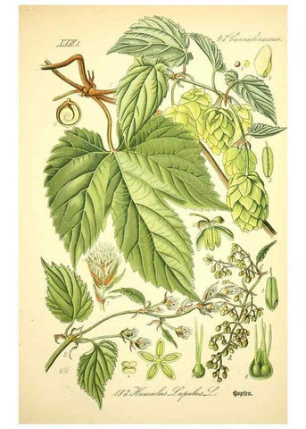 Reproducción/Reproduction 26858926080: Prof. Dr. Thomé's Flora von Deutschland, Österreich und der Schweiz, in Wort und Bild, für Schule und Haus ; mit ... Tafeln ... von Walter Müller.. Gera-Untermhaus :F.E. Köhler,1886-1934.