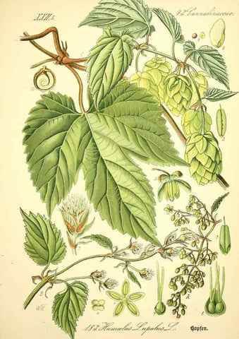 Reproducción/Reproduction 26858926080: Prof. Dr. Thomé's Flora von Deutschland, Österreich und der Schweiz, in Wort und Bild, für Schule und Haus ; mit ... Tafeln ... von Walter Müller.. Gera-Untermhaus :F.E. Köhler,1886-1934.