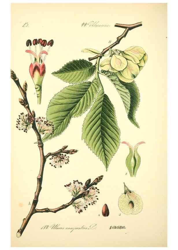 Reproducción/Reproduction 27133498205: Prof. Dr. Thomé's Flora von Deutschland, Österreich und der Schweiz, in Wort und Bild, für Schule und Haus ; mit ... Tafeln ... von Walter Müller.. Gera-Untermhaus :F.E. Köhler,1886-1934.