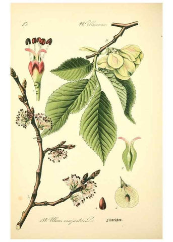 Reproducción/Reproduction 27133498205: Prof. Dr. Thomé's Flora von Deutschland, Österreich und der Schweiz, in Wort und Bild, für Schule und Haus ; mit ... Tafeln ... von Walter Müller.. Gera-Untermhaus :F.E. Köhler,1886-1934.