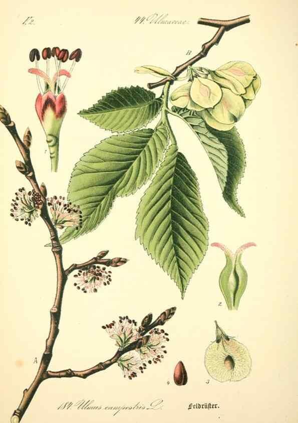 Reproducción/Reproduction 27133498205: Prof. Dr. Thomé's Flora von Deutschland, Österreich und der Schweiz, in Wort und Bild, für Schule und Haus ; mit ... Tafeln ... von Walter Müller.. Gera-Untermhaus :F.E. Köhler,1886-1934.