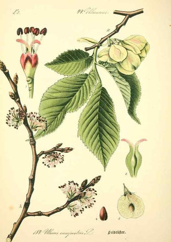 Reproducción/Reproduction 27133498205: Prof. Dr. Thomé's Flora von Deutschland, Österreich und der Schweiz, in Wort und Bild, für Schule und Haus ; mit ... Tafeln ... von Walter Müller.. Gera-Untermhaus :F.E. Köhler,1886-1934.