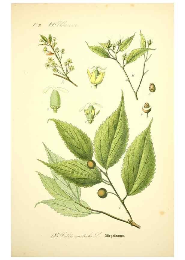 Reproducción/Reproduction 27099971416: Prof. Dr. Thomé's Flora von Deutschland, Österreich und der Schweiz, in Wort und Bild, für Schule und Haus ; mit ... Tafeln ... von Walter Müller.. Gera-Untermhaus :F.E. Köhler,1886-1934.