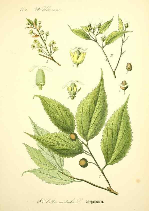 Reproducción/Reproduction 27099971416: Prof. Dr. Thomé's Flora von Deutschland, Österreich und der Schweiz, in Wort und Bild, für Schule und Haus ; mit ... Tafeln ... von Walter Müller.. Gera-Untermhaus :F.E. Köhler,1886-1934.