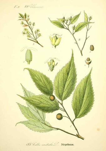 Reproducción/Reproduction 27099971416: Prof. Dr. Thomé's Flora von Deutschland, Österreich und der Schweiz, in Wort und Bild, für Schule und Haus ; mit ... Tafeln ... von Walter Müller.. Gera-Untermhaus :F.E. Köhler,1886-1934.