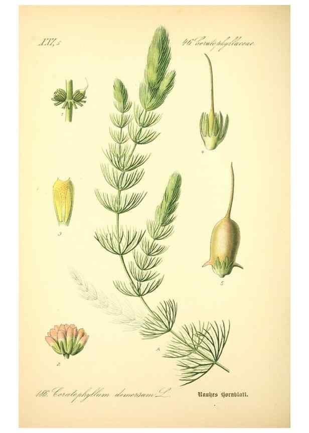 Reproducción/Reproduction 26527500054: Prof. Dr. Thomé's Flora von Deutschland, Österreich und der Schweiz, in Wort und Bild, für Schule und Haus ; mit ... Tafeln ... von Walter Müller.. Gera-Untermhaus :F.E. Köhler,1886-1934.