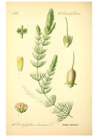 Reproducción/Reproduction 26527500054: Prof. Dr. Thomé's Flora von Deutschland, Österreich und der Schweiz, in Wort und Bild, für Schule und Haus ; mit ... Tafeln ... von Walter Müller.. Gera-Untermhaus :F.E. Köhler,1886-1934.