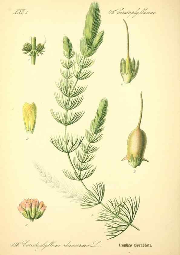 Reproducción/Reproduction 26527500054: Prof. Dr. Thomé's Flora von Deutschland, Österreich und der Schweiz, in Wort und Bild, für Schule und Haus ; mit ... Tafeln ... von Walter Müller.. Gera-Untermhaus :F.E. Köhler,1886-1934.