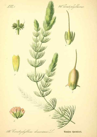 Reproducción/Reproduction 26527500054: Prof. Dr. Thomé's Flora von Deutschland, Österreich und der Schweiz, in Wort und Bild, für Schule und Haus ; mit ... Tafeln ... von Walter Müller.. Gera-Untermhaus :F.E. Köhler,1886-1934.