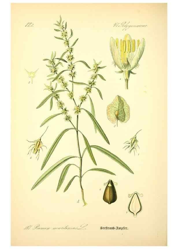 Reproducción/Reproduction 26529215623: Prof. Dr. Thomé's Flora von Deutschland, Österreich und der Schweiz, in Wort und Bild, für Schule und Haus ; mit ... Tafeln ... von Walter Müller.. Gera-Untermhaus :F.E. Köhler,1886-1934.