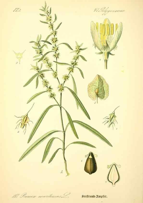 Reproducción/Reproduction 26529215623: Prof. Dr. Thomé's Flora von Deutschland, Österreich und der Schweiz, in Wort und Bild, für Schule und Haus ; mit ... Tafeln ... von Walter Müller.. Gera-Untermhaus :F.E. Köhler,1886-1934.