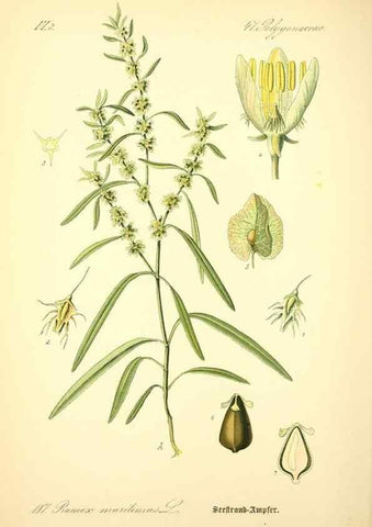 Reproducción/Reproduction 26529215623: Prof. Dr. Thomé's Flora von Deutschland, Österreich und der Schweiz, in Wort und Bild, für Schule und Haus ; mit ... Tafeln ... von Walter Müller.. Gera-Untermhaus :F.E. Köhler,1886-1934.