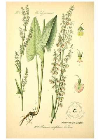 Reproducción/Reproduction 27064845331: Prof. Dr. Thomé's Flora von Deutschland, Österreich und der Schweiz, in Wort und Bild, für Schule und Haus ; mit ... Tafeln ... von Walter Müller.. Gera-Untermhaus :F.E. Köhler,1886-1934.