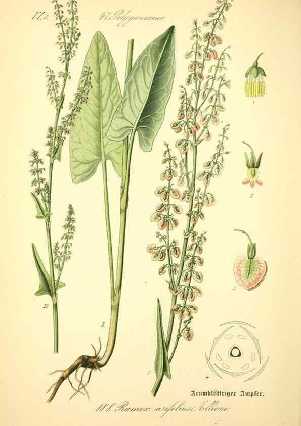 Reproducción/Reproduction 27064845331: Prof. Dr. Thomé's Flora von Deutschland, Österreich und der Schweiz, in Wort und Bild, für Schule und Haus ; mit ... Tafeln ... von Walter Müller.. Gera-Untermhaus :F.E. Köhler,1886-1934.
