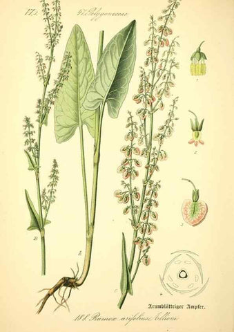 Reproducción/Reproduction 27064845331: Prof. Dr. Thomé's Flora von Deutschland, Österreich und der Schweiz, in Wort und Bild, für Schule und Haus ; mit ... Tafeln ... von Walter Müller.. Gera-Untermhaus :F.E. Köhler,1886-1934.