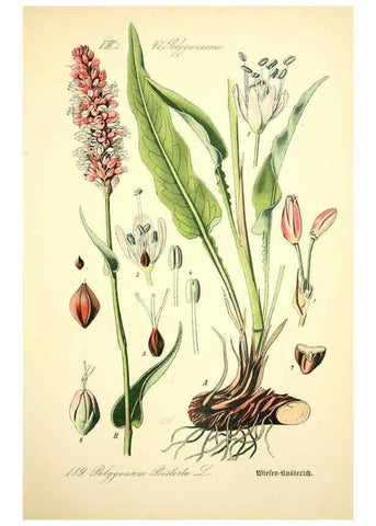 Reproducción/Reproduction 27064850991: Prof. Dr. Thomé's Flora von Deutschland, Österreich und der Schweiz, in Wort und Bild, für Schule und Haus ; mit ... Tafeln ... von Walter Müller.. Gera-Untermhaus :F.E. Köhler,1886-1934.