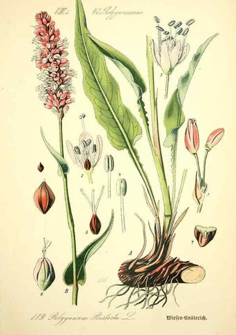 Reproducción/Reproduction 27064850991: Prof. Dr. Thomé's Flora von Deutschland, Österreich und der Schweiz, in Wort und Bild, für Schule und Haus ; mit ... Tafeln ... von Walter Müller.. Gera-Untermhaus :F.E. Köhler,1886-1934.