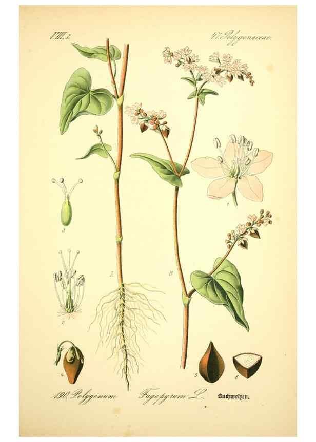 Reproducción/Reproduction 27133522815: Prof. Dr. Thomé's Flora von Deutschland, Österreich und der Schweiz, in Wort und Bild, für Schule und Haus ; mit ... Tafeln ... von Walter Müller.. Gera-Untermhaus :F.E. Köhler,1886-1934.
