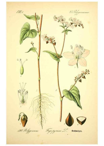 Reproducción/Reproduction 27133522815: Prof. Dr. Thomé's Flora von Deutschland, Österreich und der Schweiz, in Wort und Bild, für Schule und Haus ; mit ... Tafeln ... von Walter Müller.. Gera-Untermhaus :F.E. Köhler,1886-1934.