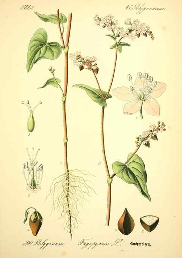Reproducción/Reproduction 27133522815: Prof. Dr. Thomé's Flora von Deutschland, Österreich und der Schweiz, in Wort und Bild, für Schule und Haus ; mit ... Tafeln ... von Walter Müller.. Gera-Untermhaus :F.E. Köhler,1886-1934.