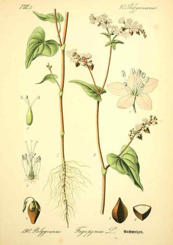 Reproducción/Reproduction 27133522815: Prof. Dr. Thomé's Flora von Deutschland, Österreich und der Schweiz, in Wort und Bild, für Schule und Haus ; mit ... Tafeln ... von Walter Müller.. Gera-Untermhaus :F.E. Köhler,1886-1934.