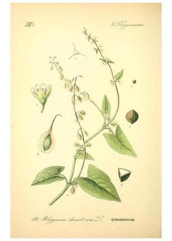Reproducción/Reproduction 27038484062: Prof. Dr. Thomé's Flora von Deutschland, Österreich und der Schweiz, in Wort und Bild, für Schule und Haus ; mit ... Tafeln ... von Walter Müller.. Gera-Untermhaus :F.E. Köhler,1886-1934.