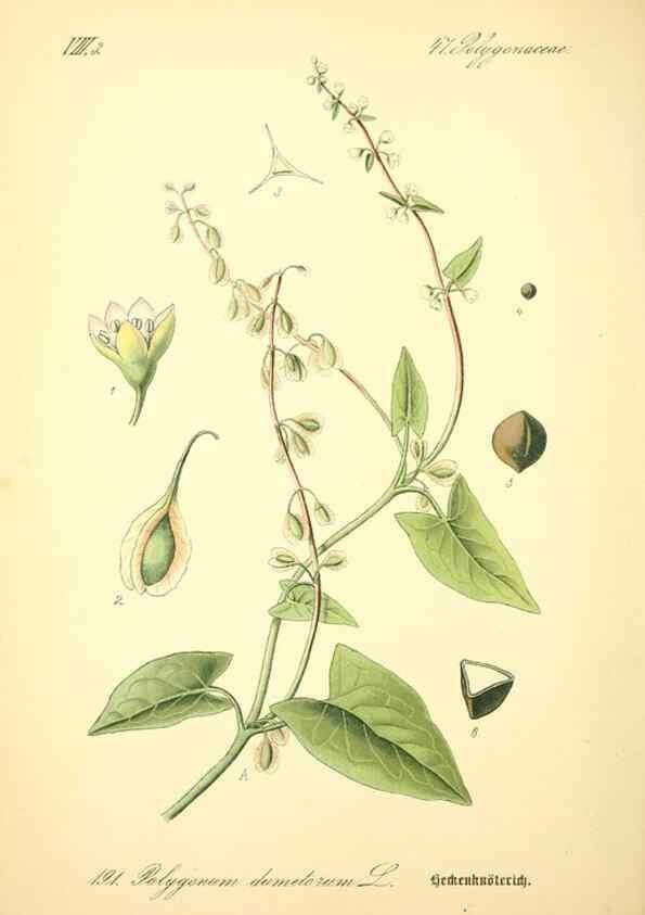 Reproducción/Reproduction 27038484062: Prof. Dr. Thomé's Flora von Deutschland, Österreich und der Schweiz, in Wort und Bild, für Schule und Haus ; mit ... Tafeln ... von Walter Müller.. Gera-Untermhaus :F.E. Köhler,1886-1934.