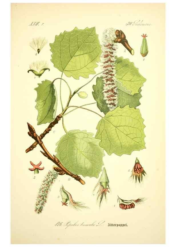 Reproducción/Reproduction 26858888750: Prof. Dr. Thomé's Flora von Deutschland, Österreich und der Schweiz, in Wort und Bild, für Schule und Haus ; mit ... Tafeln ... von Walter Müller.. Gera-Untermhaus :F.E. Köhler,1886-1934.