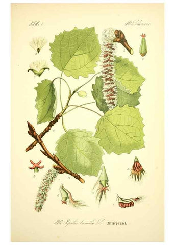 Reproducción/Reproduction 26858888750: Prof. Dr. Thomé's Flora von Deutschland, Österreich und der Schweiz, in Wort und Bild, für Schule und Haus ; mit ... Tafeln ... von Walter Müller.. Gera-Untermhaus :F.E. Köhler,1886-1934.