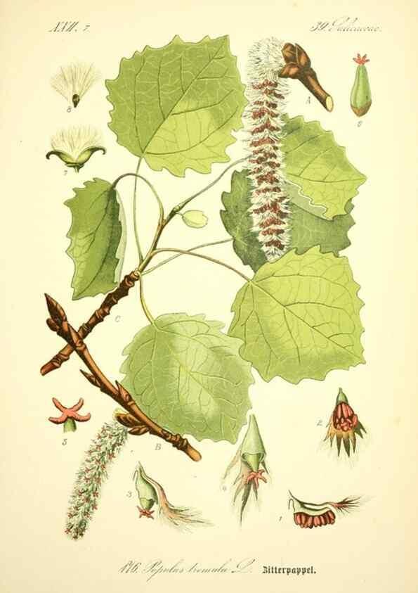Reproducción/Reproduction 26858888750: Prof. Dr. Thomé's Flora von Deutschland, Österreich und der Schweiz, in Wort und Bild, für Schule und Haus ; mit ... Tafeln ... von Walter Müller.. Gera-Untermhaus :F.E. Köhler,1886-1934.
