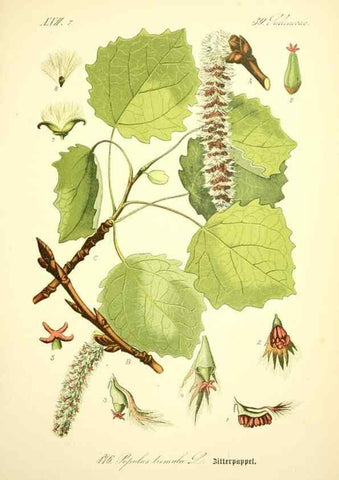 Reproducción/Reproduction 26858888750: Prof. Dr. Thomé's Flora von Deutschland, Österreich und der Schweiz, in Wort und Bild, für Schule und Haus ; mit ... Tafeln ... von Walter Müller.. Gera-Untermhaus :F.E. Köhler,1886-1934.