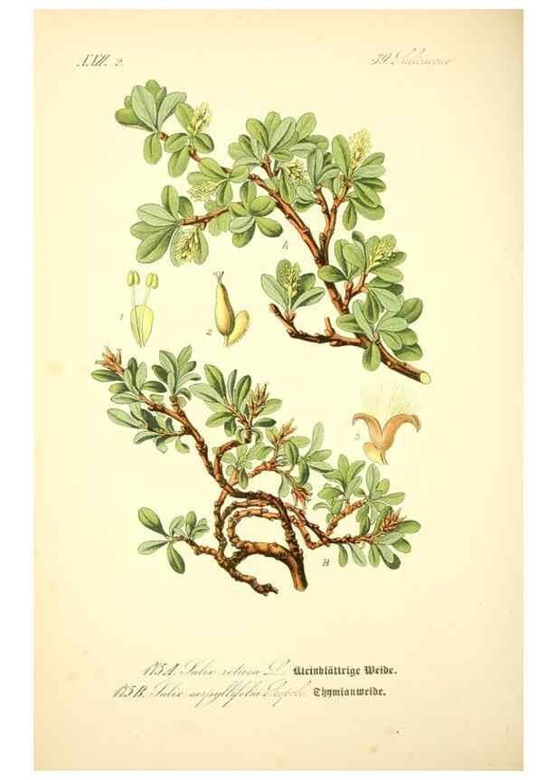 Reproducción/Reproduction 26529177183: Prof. Dr. Thomé's Flora von Deutschland, Österreich und der Schweiz, in Wort und Bild, für Schule und Haus ; mit ... Tafeln ... von Walter Müller.. Gera-Untermhaus :F.E. Köhler,1886-1934.