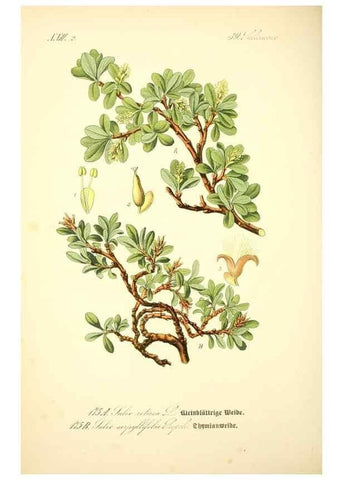 Reproducción/Reproduction 26529177183: Prof. Dr. Thomé's Flora von Deutschland, Österreich und der Schweiz, in Wort und Bild, für Schule und Haus ; mit ... Tafeln ... von Walter Müller.. Gera-Untermhaus :F.E. Köhler,1886-1934.