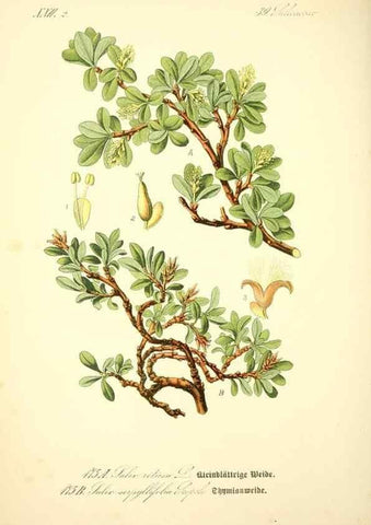 Reproducción/Reproduction 26529177183: Prof. Dr. Thomé's Flora von Deutschland, Österreich und der Schweiz, in Wort und Bild, für Schule und Haus ; mit ... Tafeln ... von Walter Müller.. Gera-Untermhaus :F.E. Köhler,1886-1934.