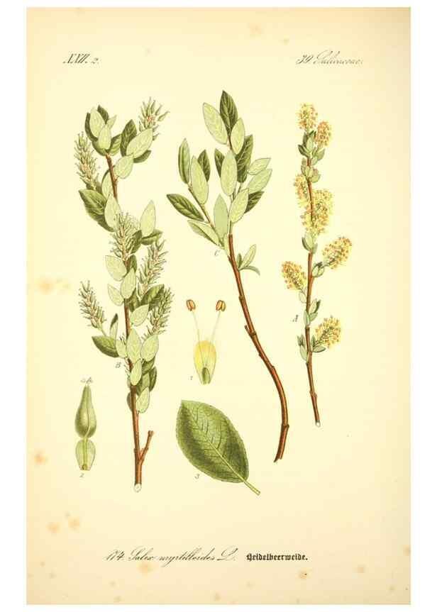 Reproducción/Reproduction 27064792491: Prof. Dr. Thomé's Flora von Deutschland, Österreich und der Schweiz, in Wort und Bild, für Schule und Haus ; mit ... Tafeln ... von Walter Müller.. Gera-Untermhaus :F.E. Köhler,1886-1934.