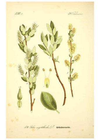 Reproducción/Reproduction 27064792491: Prof. Dr. Thomé's Flora von Deutschland, Österreich und der Schweiz, in Wort und Bild, für Schule und Haus ; mit ... Tafeln ... von Walter Müller.. Gera-Untermhaus :F.E. Köhler,1886-1934.