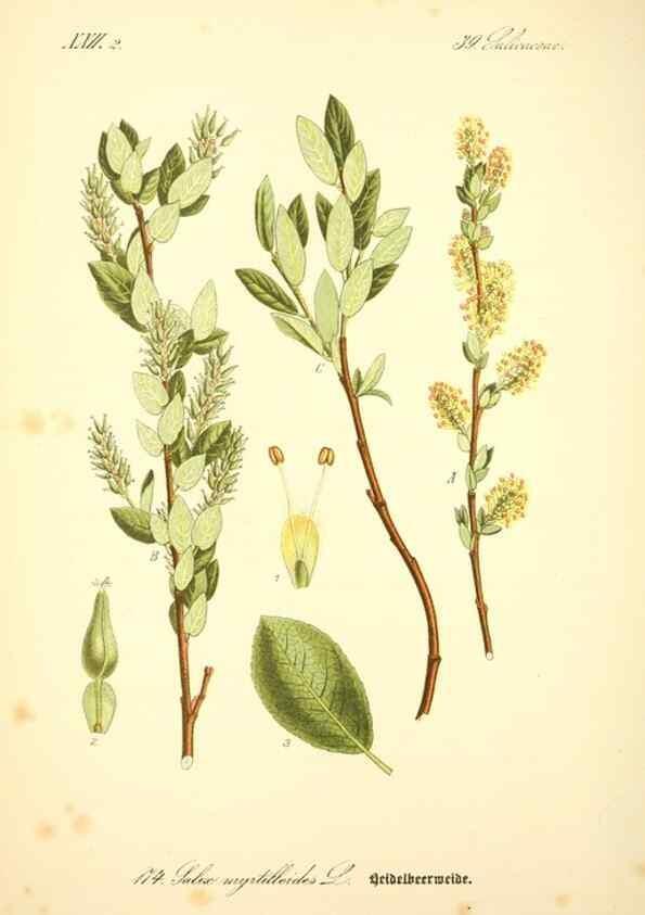 Reproducción/Reproduction 27064792491: Prof. Dr. Thomé's Flora von Deutschland, Österreich und der Schweiz, in Wort und Bild, für Schule und Haus ; mit ... Tafeln ... von Walter Müller.. Gera-Untermhaus :F.E. Köhler,1886-1934.