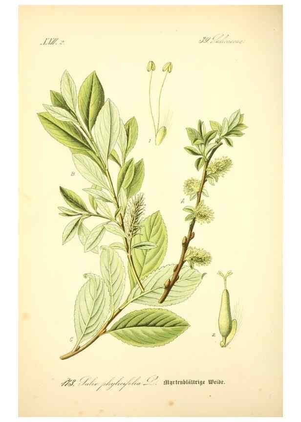 Reproducción/Reproduction 27064788231: Prof. Dr. Thomé's Flora von Deutschland, Österreich und der Schweiz, in Wort und Bild, für Schule und Haus ; mit ... Tafeln ... von Walter Müller.. Gera-Untermhaus :F.E. Köhler,1886-1934.