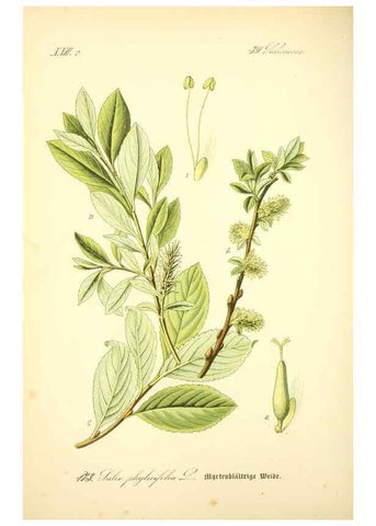 Reproducción/Reproduction 27064788231: Prof. Dr. Thomé's Flora von Deutschland, Österreich und der Schweiz, in Wort und Bild, für Schule und Haus ; mit ... Tafeln ... von Walter Müller.. Gera-Untermhaus :F.E. Köhler,1886-1934.