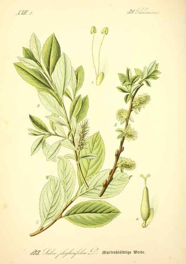 Reproducción/Reproduction 27064788231: Prof. Dr. Thomé's Flora von Deutschland, Österreich und der Schweiz, in Wort und Bild, für Schule und Haus ; mit ... Tafeln ... von Walter Müller.. Gera-Untermhaus :F.E. Köhler,1886-1934.