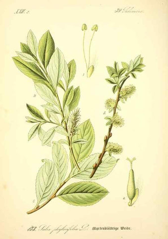 Reproducción/Reproduction 27064788231: Prof. Dr. Thomé's Flora von Deutschland, Österreich und der Schweiz, in Wort und Bild, für Schule und Haus ; mit ... Tafeln ... von Walter Müller.. Gera-Untermhaus :F.E. Köhler,1886-1934.