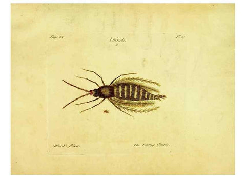 Reproducción/Reproduction 26677927990: A decade of curious insects: some of them not describ'd before:. London,Printed for the author,1773.