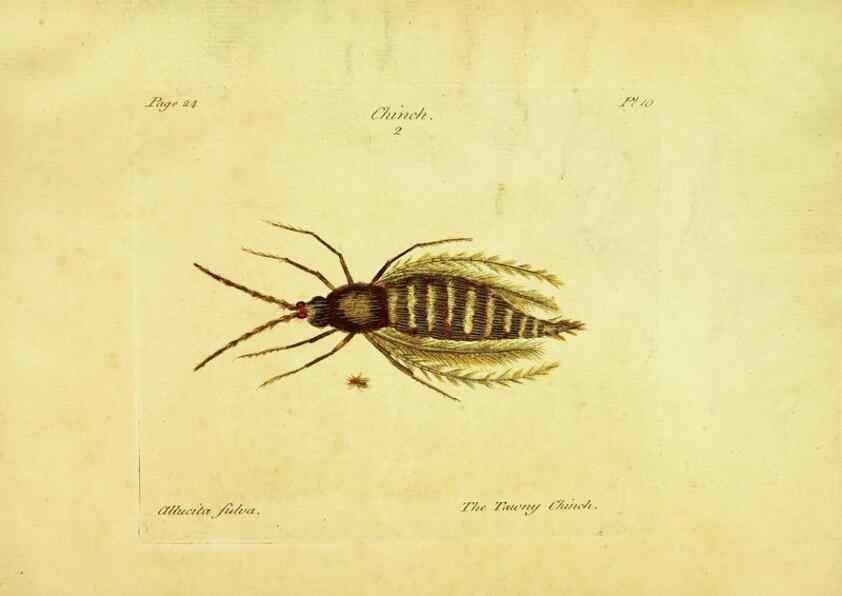 Reproducción/Reproduction 26677927990: A decade of curious insects: some of them not describ'd before:. London,Printed for the author,1773.