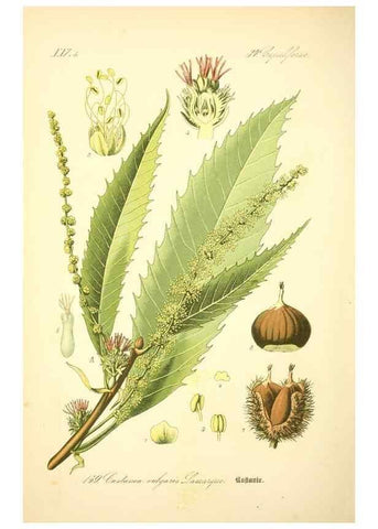 Reproducción/Reproduction 27064743981: Prof. Dr. Thomé's Flora von Deutschland, Österreich und der Schweiz, in Wort und Bild, für Schule und Haus ; mit ... Tafeln ... von Walter Müller.. Gera-Untermhaus :F.E. Köhler,1886-1934.